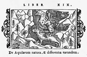 Catches: EAGLE CATCHES HARE