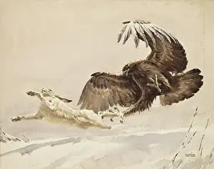 Hunts: Eagle chasing an Arctic Hare