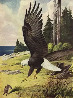 Dives: Eagle Diving at Rabbit