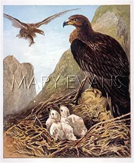 Chrysaetus: EAGLE ON NEST