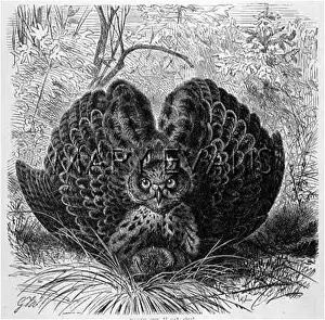 Bubo: EAGLE OWL
