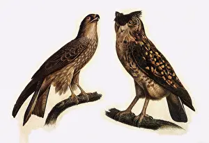 Barraband: Eagle Owl and Black Kite