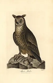 Bubo: Eagle owl, Bubo bubo