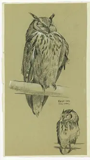 Owls: Eagle Owl Bubo Bubo
