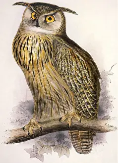 Finely: Eagle Owl, Bubo Maximus