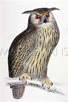 Bubo: EAGLE OWL (MORRIS)