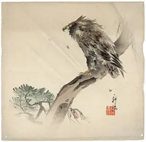Ragged: Eagle perched in a storm