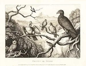 John Gay: An eagle presides over a court of birds in a tree