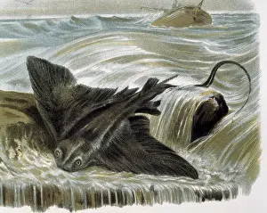 Pisces: Eagle ray (Myliobatis aguila). Engraving after