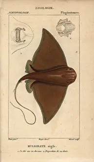 Aquila: Eagle ray, Myliobatis aquila