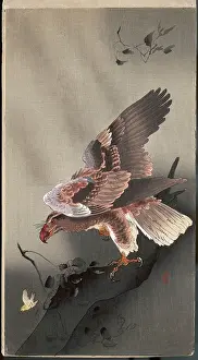 Talons: Eagle ready to pounce