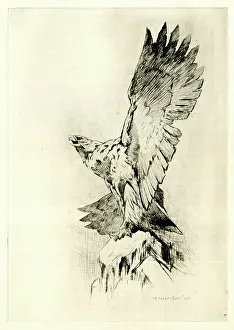Rountree: Eagle on a rock with wings outspread, by Harry Rountree