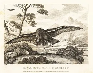 Insult: An eagle swoops down to grab a hare with its talons