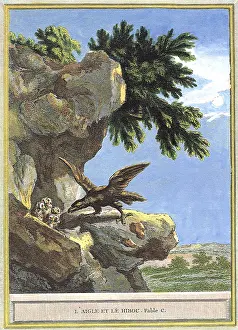 Ledge: Eagle with Young Owls