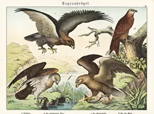 Naturgeschichte Des Tierreichs: Eagles and kite