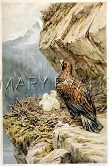 Chrysaetus: EAGLES ON NEST 1897
