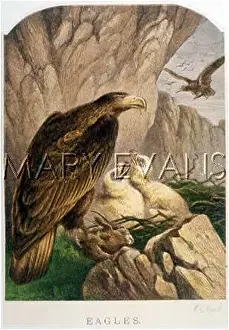 Chrysaetus: EAGLE'S NEST