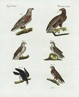 Osprey: Eagles, osprey, red-tailed hawk and buzzard