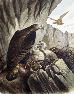 Falconiformes: Eagles with their young. Engraving after a drawing