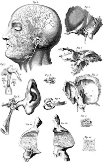 Anatomy: EAR ANATOMY 18TH CENTURY