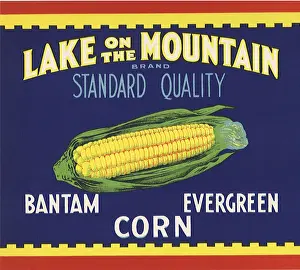 Vegtable: Ear of Corn