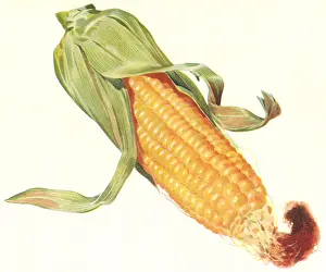 Darkened: Ear of Corn