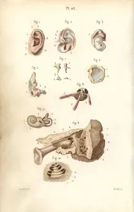 Leveille: Ear and eardrum