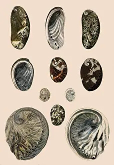 Seashell: Ear-Shaped Shells