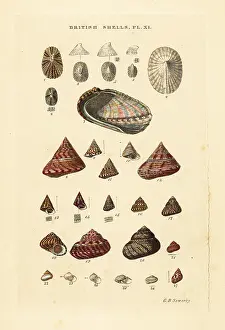 Marshall And Co: Ear shell, Haliotis, sea snails, Trochus, Margarita, etc