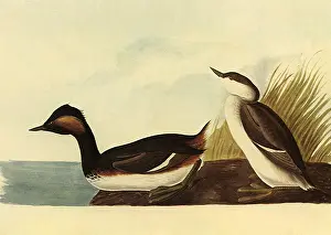 Eared: Eared Grebe, Podicepus caspicus