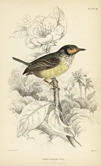 Megacephalus: Eared pygmy tyrant, Myiornis auricularis