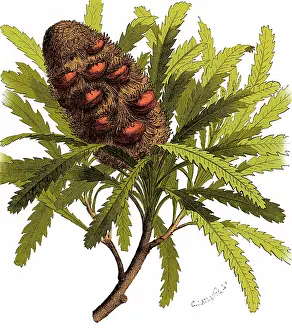 Geologically: Early Banksia Fruit, Illustration