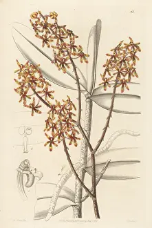 Chatsworth: Early blooming renanthera orchid, Renanthera matutina