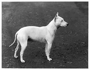 Faultless: EARLY BULL TERRIER/1898