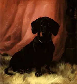 Dachshunds: Early Dachshund