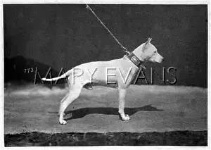 Ausstellung: EARLY EXAMPLE OF BREED