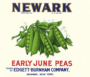 Peas: Early June Peas
