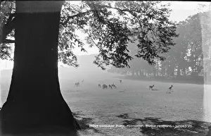 Cowdray: Early Morning at Cowdray Park