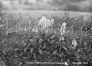 Mascula: Early Purple Orchis.(O. Mascula)