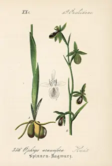 Ophrys: Early spider-orchid, Ophrys sphegodes