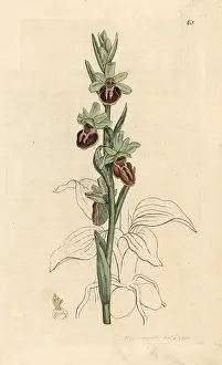 Orchis: Early spider orchid, Ophrys sphegodes