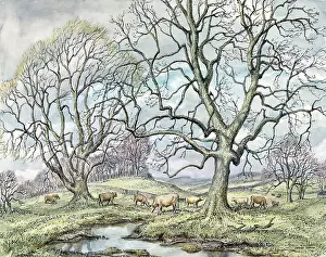 Hervey: Early Spring Trees ' with cattle grazing