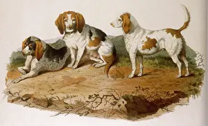 Examples: EARLY TYPE BEAGLE DOGS