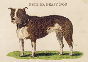 EARLY TYPE BULL DOGS