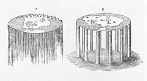 Conceived: Early view of the world