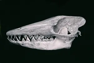 Archaeoceti: Early whale skull of Pakicetus inachus