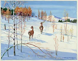 Pitchford: Early Winter, Glenavon Forest