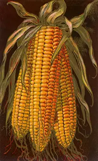 Veggie: Three Ears of Corn