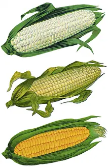 Represents: Ears of Corn