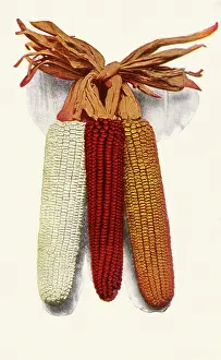 Veggie: Ears of Corn